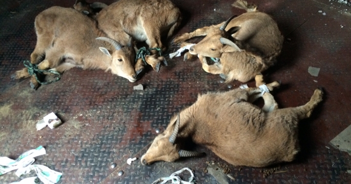 Редких баранов незаконно завезли в Казахстан